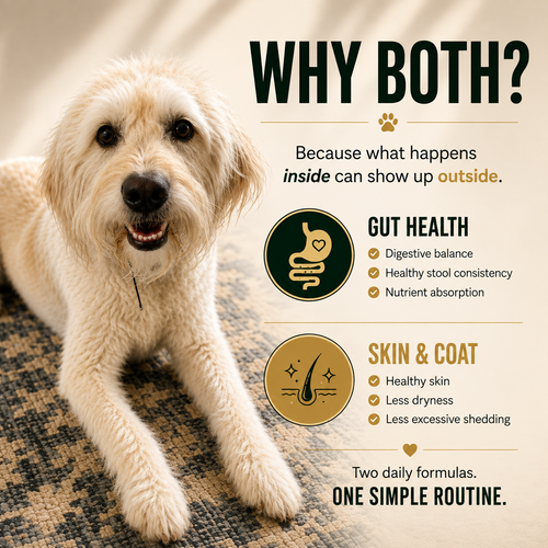K9-Innovations Daily Gut Health and Daily Skin & Coat dog supplements supporting wellness from the inside out, including digestion, healthy skin and excessive shedding