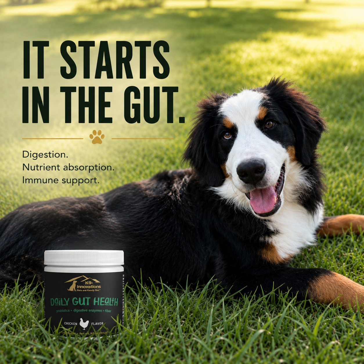 Bernese Mountain Dog with K9-Innovations Daily Gut Health dog supplement for digestion, nutrient absorption and immune support.