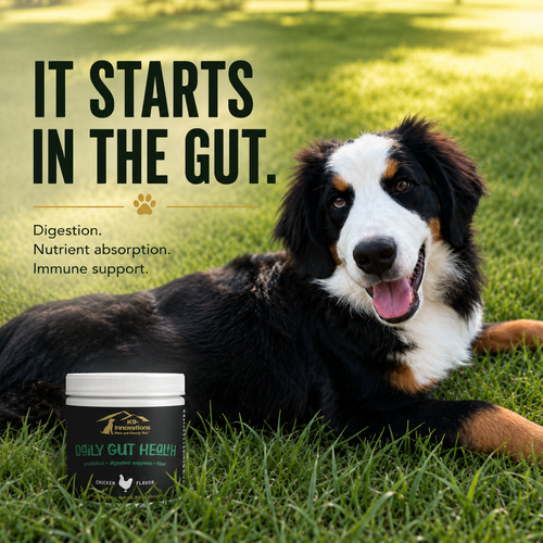 Bernese Mountain Dog with K9-Innovations Daily Gut Health dog supplement for digestion, nutrient absorption and immune support.