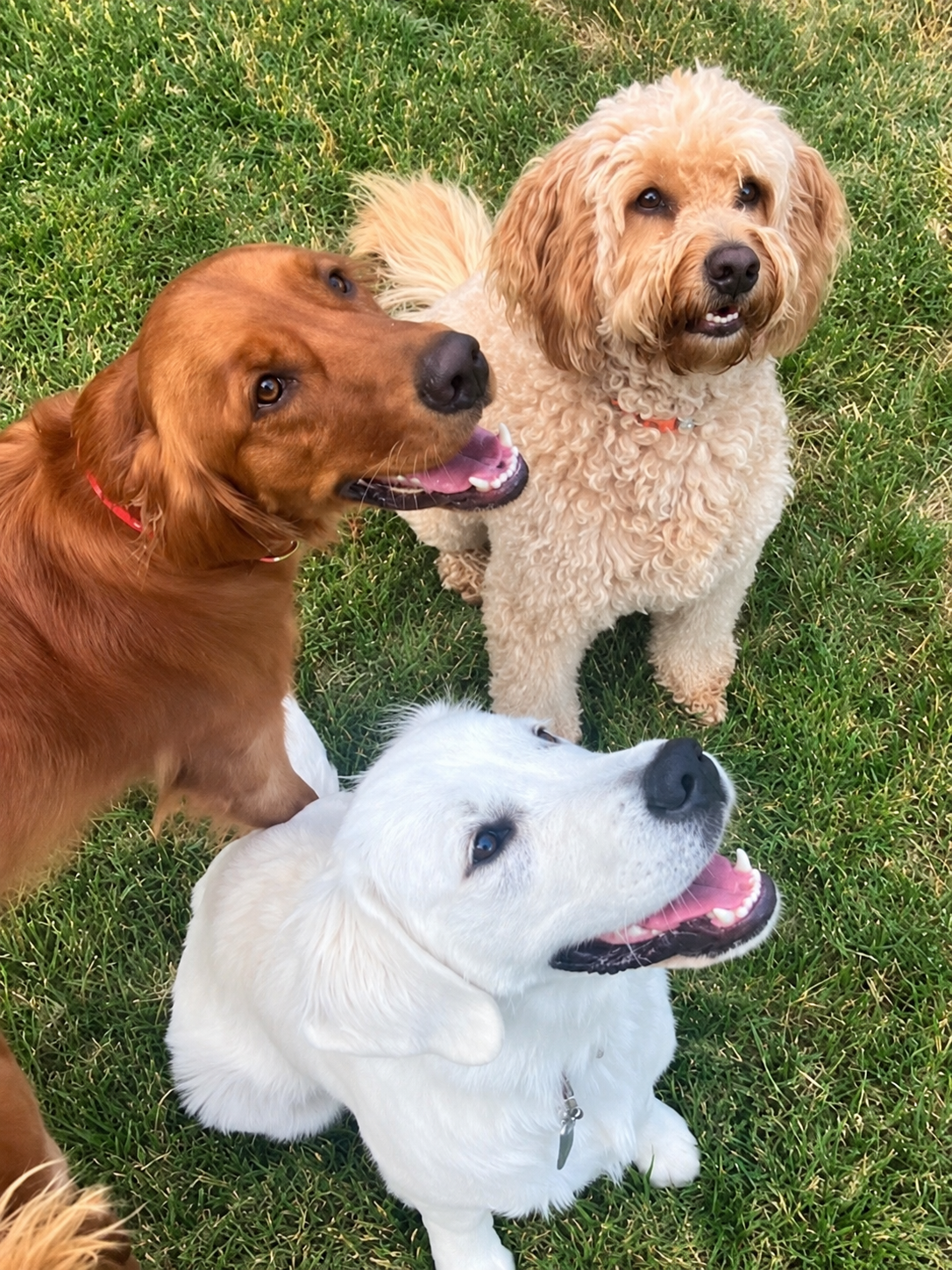 Three family dogs together outdoors representing K9-Innovations' approach to daily dog wellness.